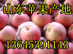 山東蘋果產(chǎn)地直銷冷庫(kù)紅富士蘋果