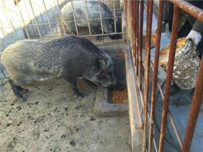 湖北野猪养殖 武汉野猪肉价格 枣阳野猪场