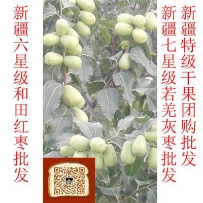 深圳市新疆新鲜红枣价格 和田产地枣园直销