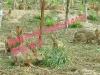 安徽野兔价格 野兔养殖 野兔回收价格