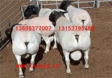 杜泊羊规模养殖基地杜泊羊市场价格杜泊羊养