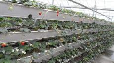 草莓立體種植槽 草莓立體種植架