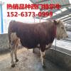 西门塔尔牛养殖技术西门塔尔牛肉牛犊品种