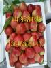 山东油桃市场大量油桃今日批发价格
