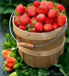哪有卖草莓苗的 草莓苗 润丰苗木 多图