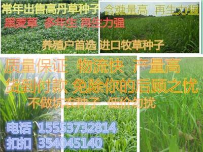 養(yǎng)牛適合種植什么牧草