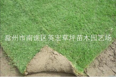 安徽滁州批发价格-草坪多少钱一平方米