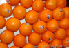 泰国水果埃及橙子进口天津报关价格行情