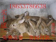 重庆哪里有杂交野兔养殖场