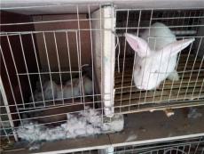 杂交野兔的价格如何 哪里有杂交野兔养殖场