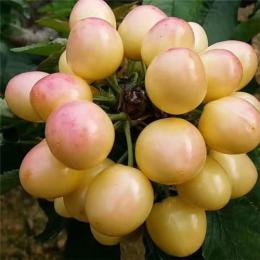 山東大櫻桃鮮果批發(fā)紅燈大櫻桃果園直銷