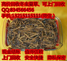 東莞虎門哪有回收蟲草 虎門哪可以回收蟲草