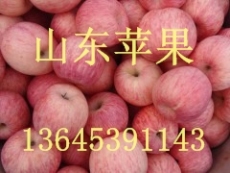 山东红富士苹果产地最新价格行情