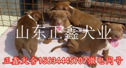 文山县哪里有卖杜高犬 文山县杜高犬多少钱