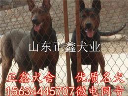 砚山县哪里有卖莱州红犬的 砚山县莱州红犬
