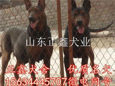 砚山县哪里有卖莱州红犬的 砚山县莱州红犬