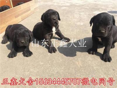 广南县卡斯罗犬多少钱卡斯罗犬幼犬价格