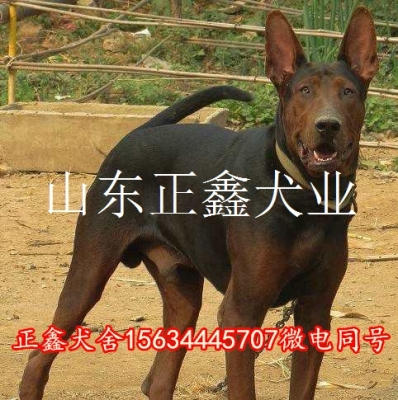 砚山县哪里有卖莱州红犬的 砚山县莱州红犬