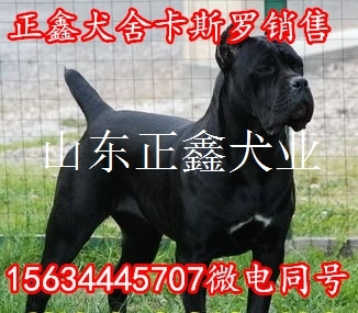 广南县卡斯罗犬多少钱卡斯罗犬幼犬价格
