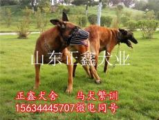 丽江市马犬多少钱一条丽江市哪里的马犬便宜