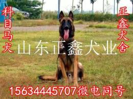 永胜县一般马犬多少钱一只永胜县马犬价格
