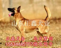 玉龙纳西族自治县马犬养殖场马犬繁训犬舍