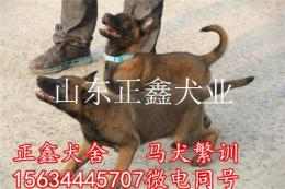 泸水县马犬价格马犬多少钱哪有卖小马犬的