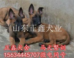 福贡县大型马犬养殖场福贡县马犬繁训犬舍