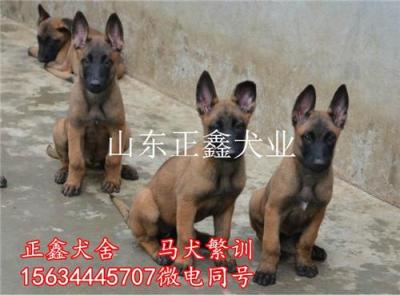 福贡县大型马犬养殖场福贡县马犬繁训犬舍