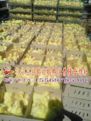 長春鵝苗 哪里鵝苗質(zhì)量好 金鵬鵝苗首選