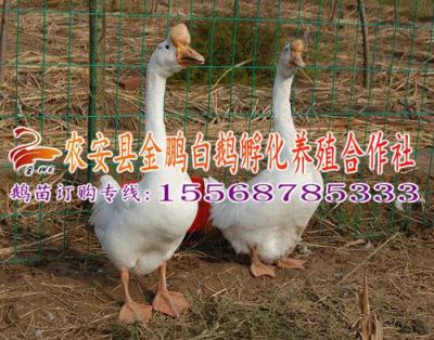 松原鵝苗 松原鵝雛批發 全程指導養鵝技術