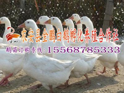 長春鵝苗 哪里鵝苗質(zhì)量好 金鵬鵝苗首選