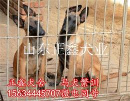 普洱市纯种马犬价格纯种马犬幼崽多少钱
