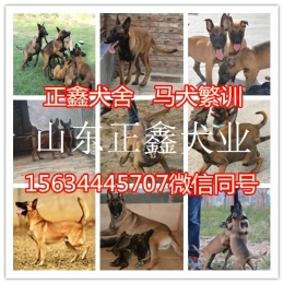 清镇市马犬多少钱一只清镇市马犬价格