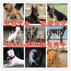 贵州贵阳开阳县马犬养殖场纯种马犬多少钱