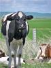 供应荷斯坦奶牛 黑白花奶牛 高产奶牛