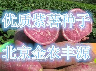 早熟红薯种子紫薯苗预订销售价格