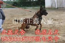 息烽县哪里的马犬便宜 息烽县马犬多少钱