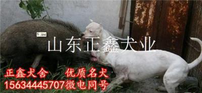 仁怀市那里有卖杜高犬的仁怀市杜高犬价格