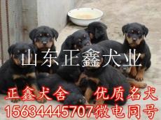 遵义县罗威纳犬养殖场遵义县罗威纳犬多少钱