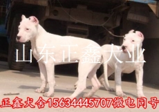 赤水市哪里的杜高犬便宜 赤水市杜高犬价格