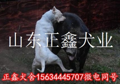 仁怀市那里有卖杜高犬的仁怀市杜高犬价格