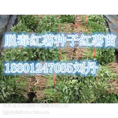 2017年5月红薯苗紫薯苗供应价格