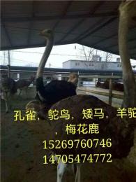 北京哪里有鸵鸟出售 小鸵鸟多少钱一只