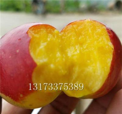 枣庄市核果类果树研究所黄桃品种介绍