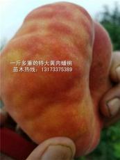 枣庄市核果类果树研究所蟠桃品种介绍
