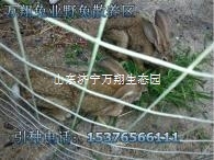 甘肃庆阳杂交野兔养殖场 种兔多少钱一只