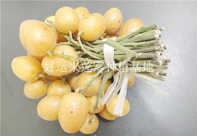 广西桂林黄皮果苗批发价格 黄皮苗基地出售