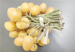 广西来宾黄皮果苗批发价格 黄皮苗基地出售