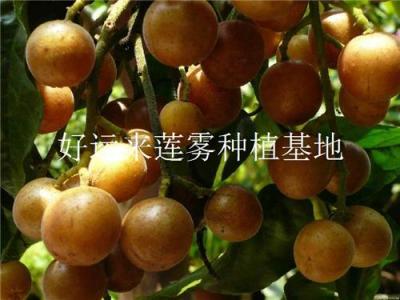 广西柳州黄皮果苗批发价格 黄皮苗基地出售